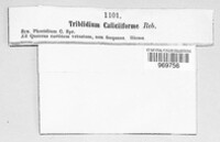Triblidium caliciiforme image